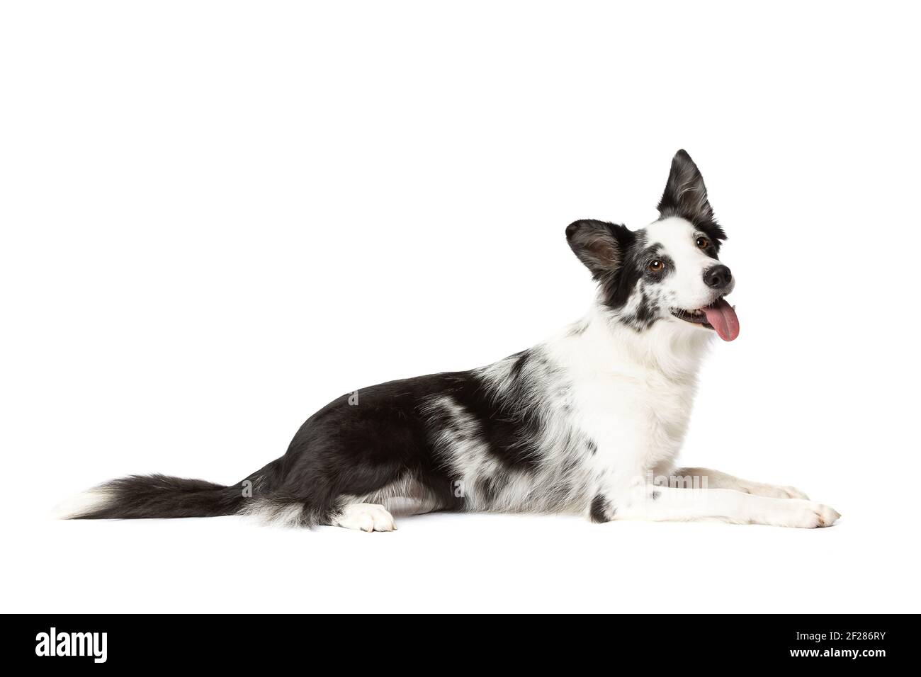Border Collie cane davanti a uno sfondo bianco Foto Stock