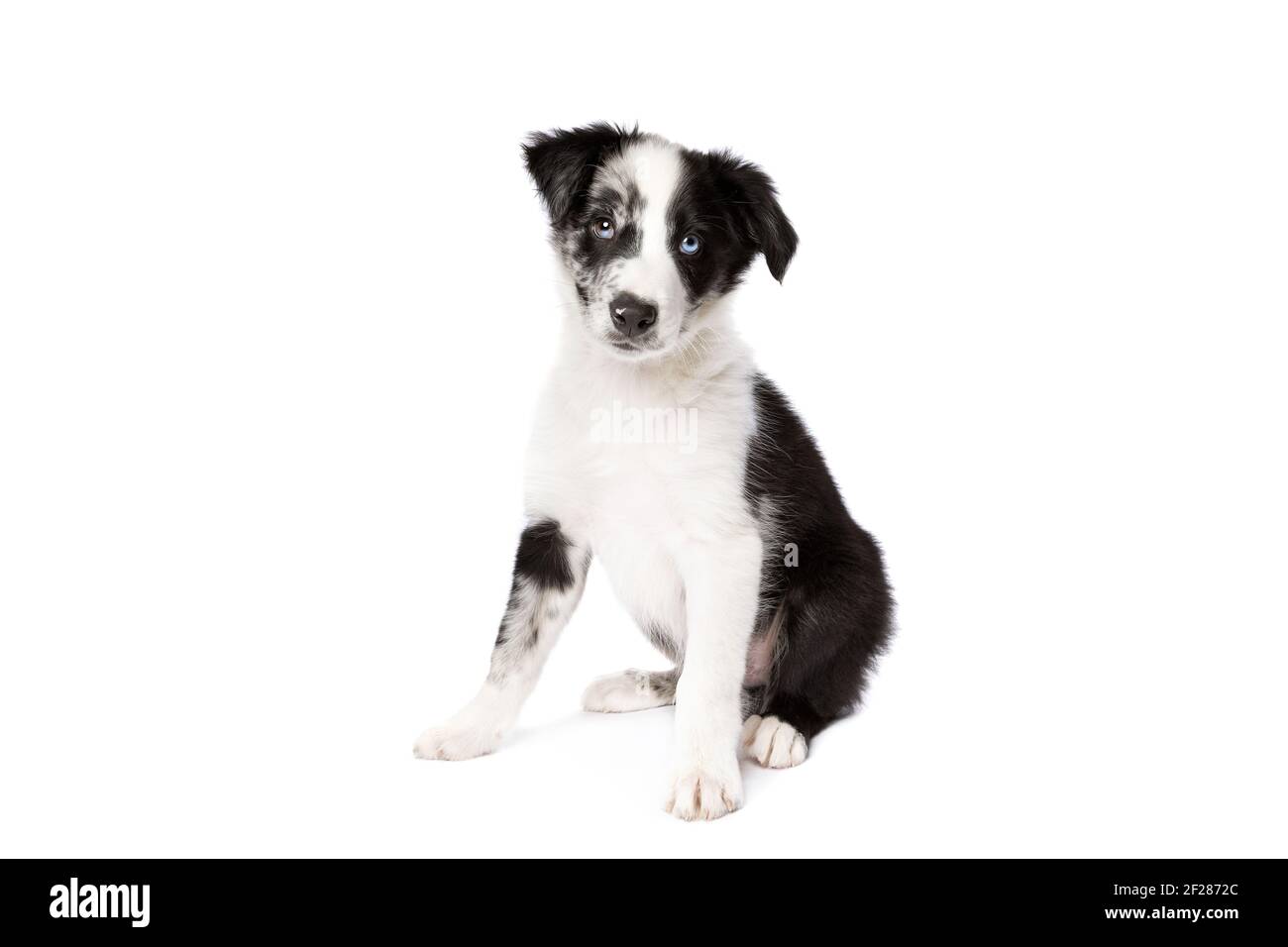 Border Collie cane davanti a uno sfondo bianco Foto Stock