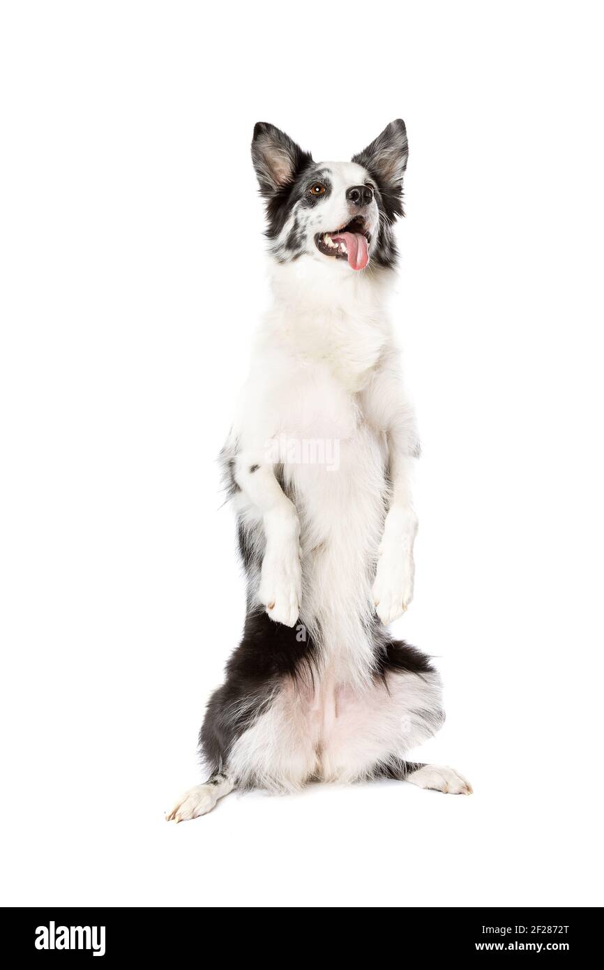 Border Collie cane davanti a uno sfondo bianco Foto Stock