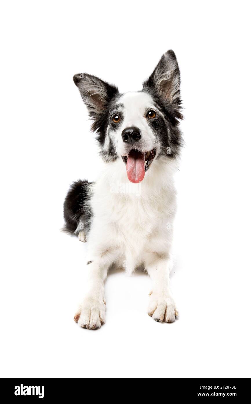 Border Collie cane davanti a uno sfondo bianco Foto Stock