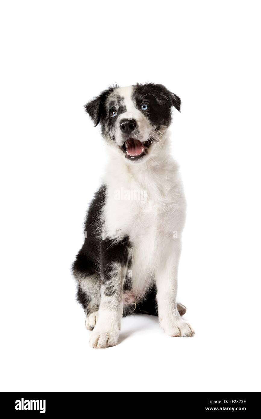 Border Collie cane davanti a uno sfondo bianco Foto Stock