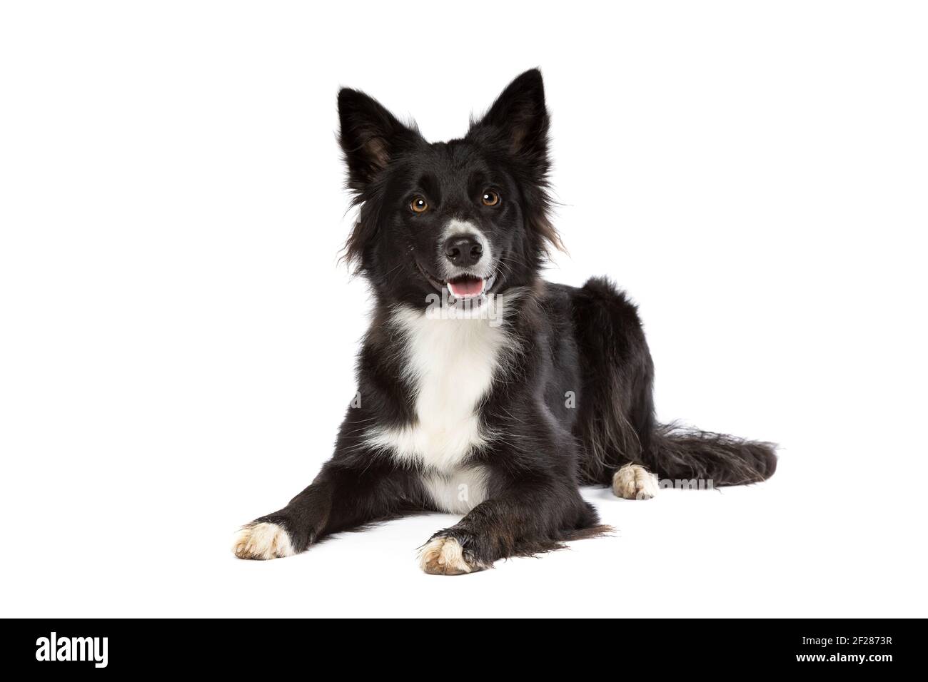 Border Collie cane davanti a uno sfondo bianco Foto Stock