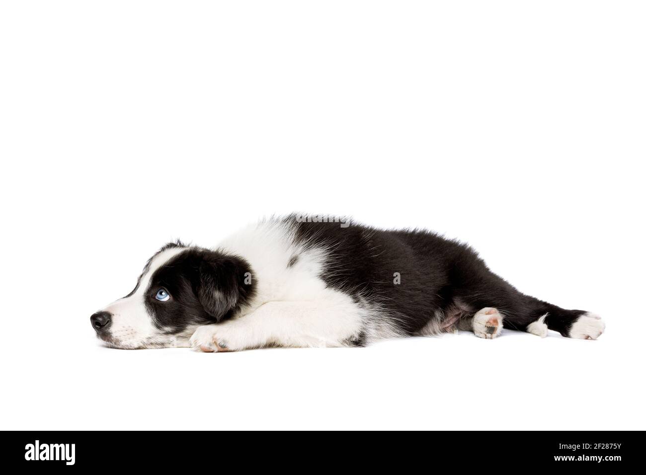 Border Collie cane davanti a uno sfondo bianco Foto Stock