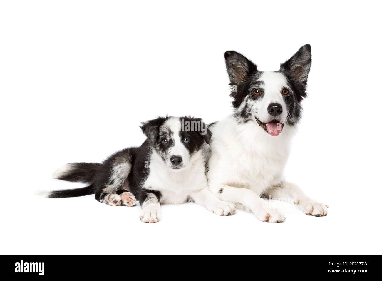 Border Collie cane davanti a uno sfondo bianco Foto Stock