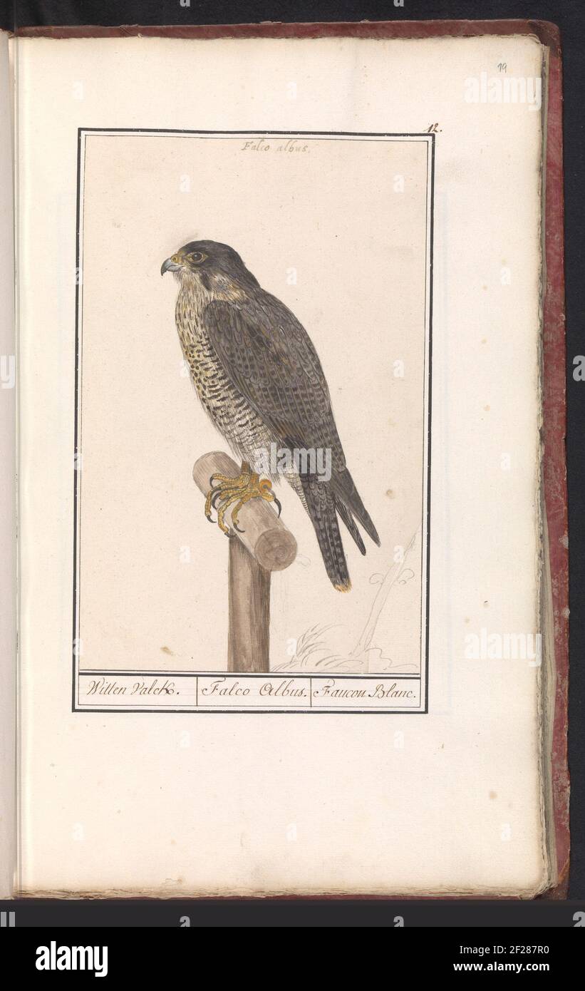 Falco Peregrine Falcon.Peregrine. Numerato in alto a destra: 12. Con il nome in latino. Parte del primo album con disegni di uccelli. Terzo di dodici album con disegni di animali, uccelli e piante conosciuti intorno al 1600, commissionato dall'imperatore Rudolf II Con spiegazione in olandese, latino e francese. Foto Stock