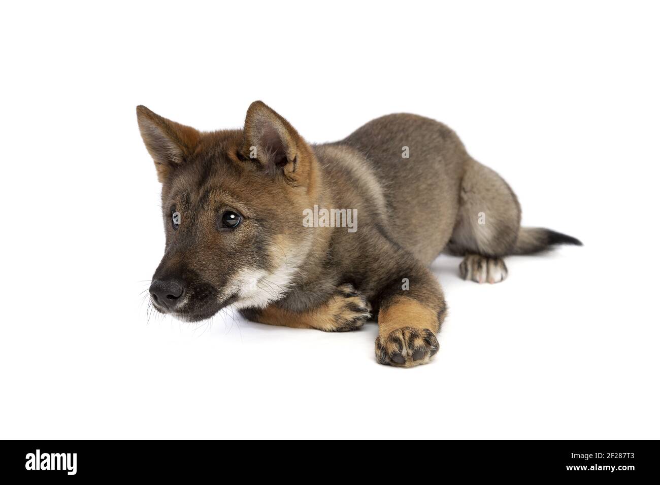Cane giapponese Shikoku cucciolo Foto Stock