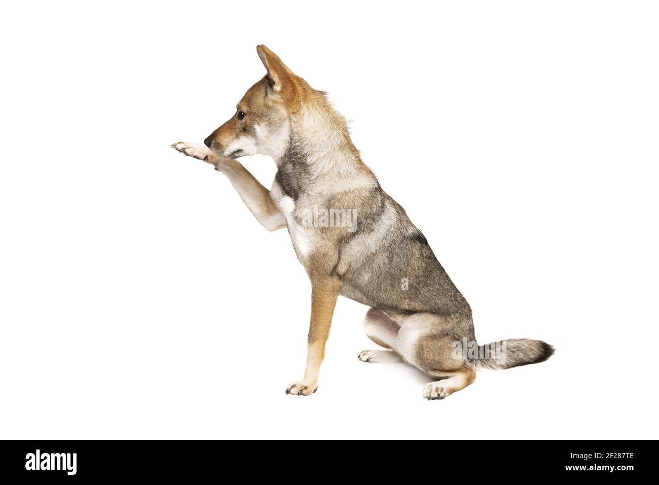 Cane giapponese Shikoku Foto Stock