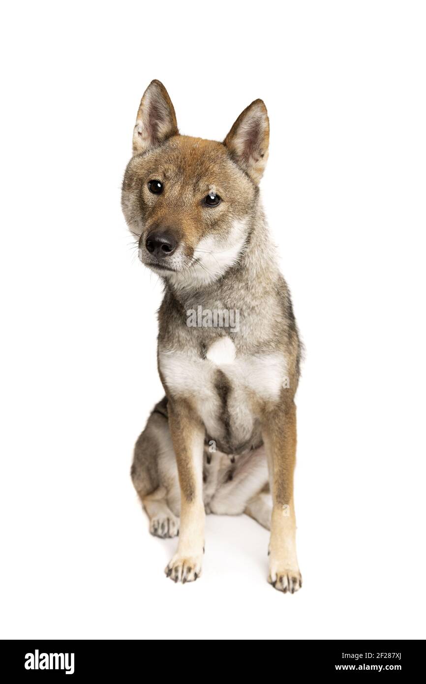 Cane giapponese Shikoku Foto Stock