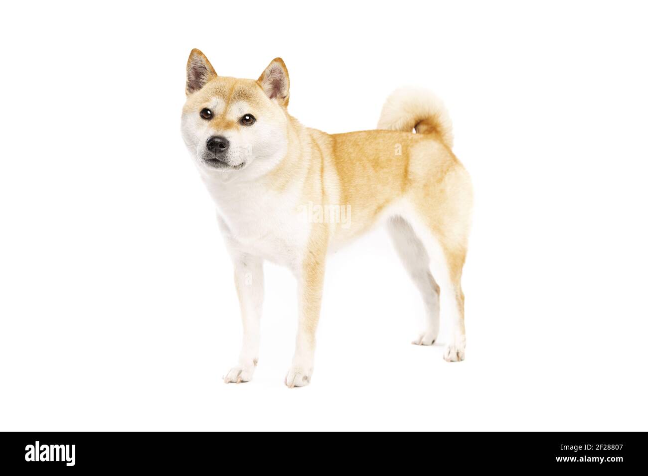 Shiba Inu cane di razza giapponese Foto Stock