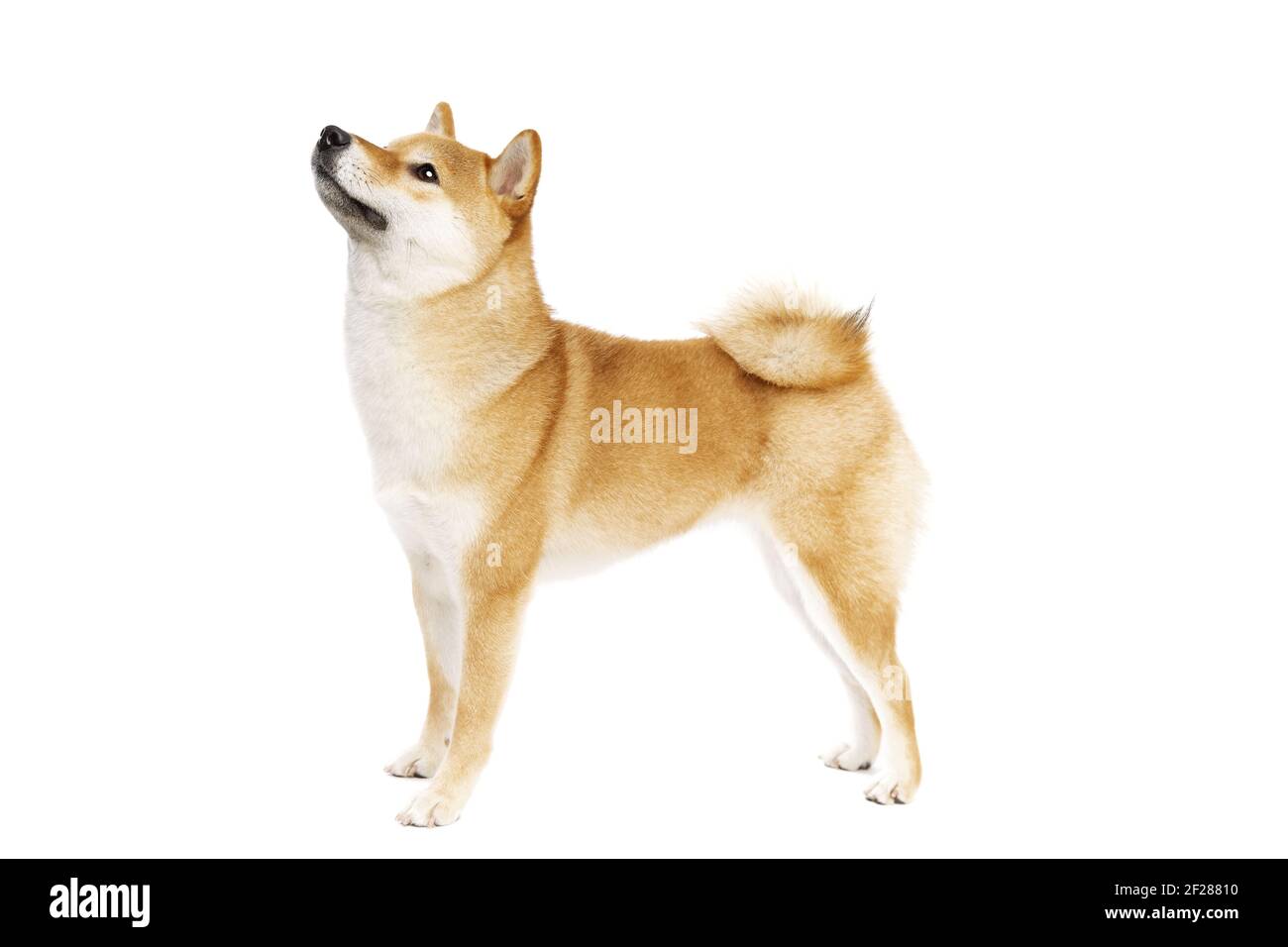 Shiba Inu cane di razza giapponese Foto Stock