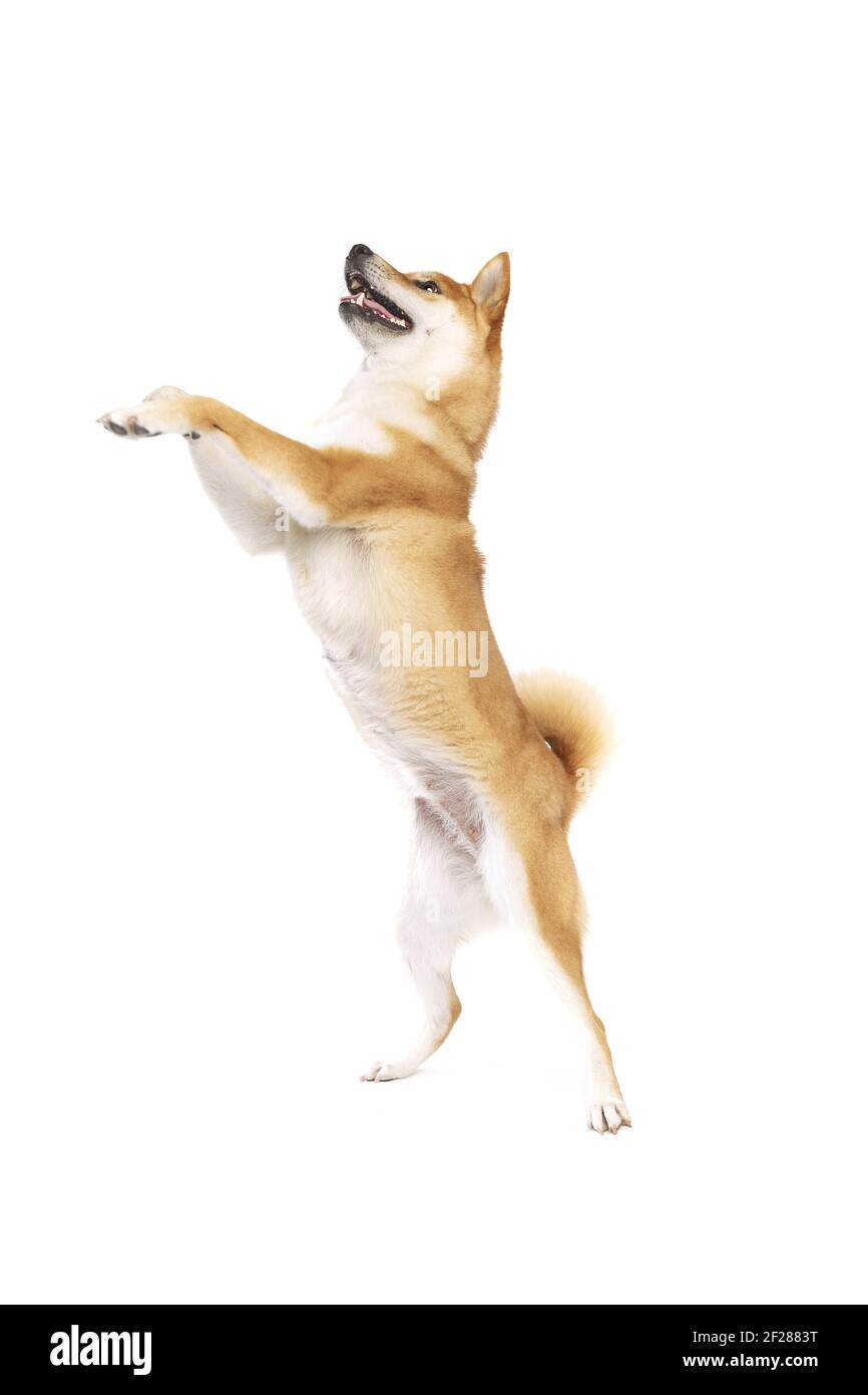 Shiba Inu cane di razza giapponese Foto Stock