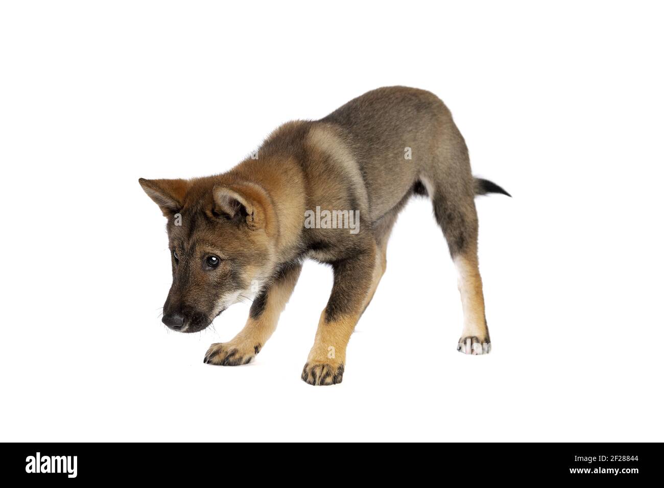 Cane giapponese Shikoku cucciolo Foto Stock
