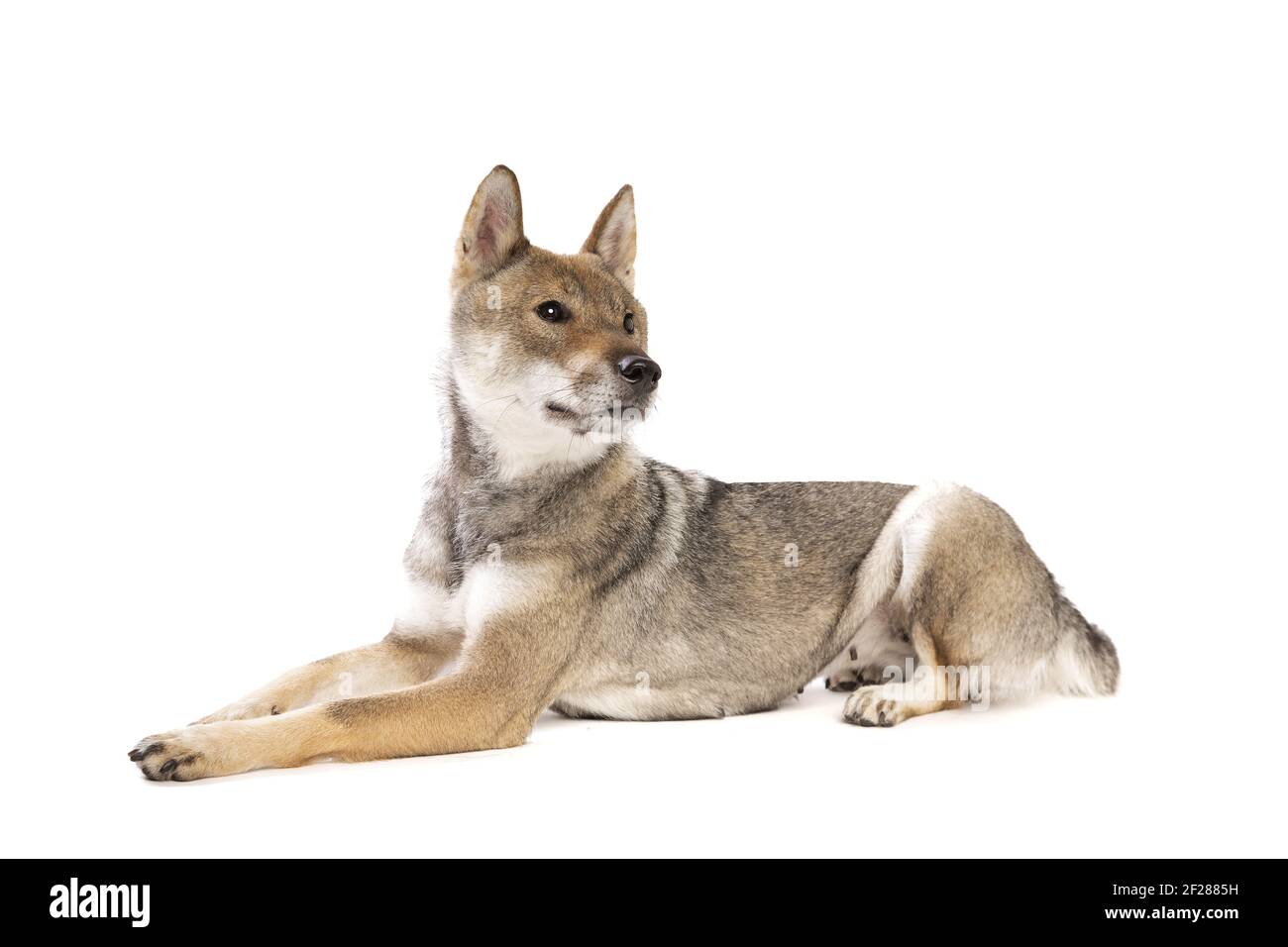 A63A1952.jpg Foto Stock