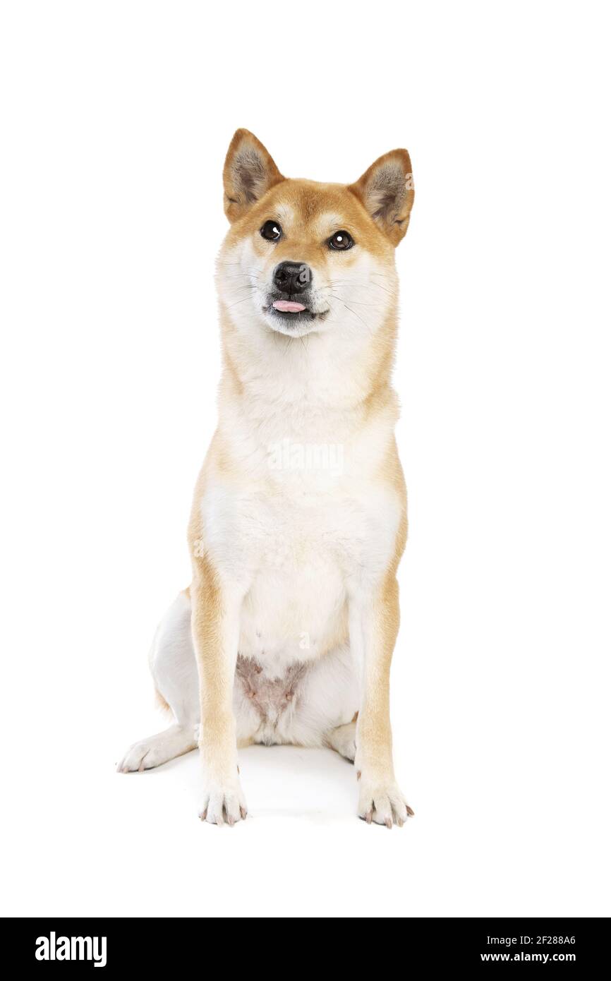 Shiba Inu cane di razza giapponese Foto Stock