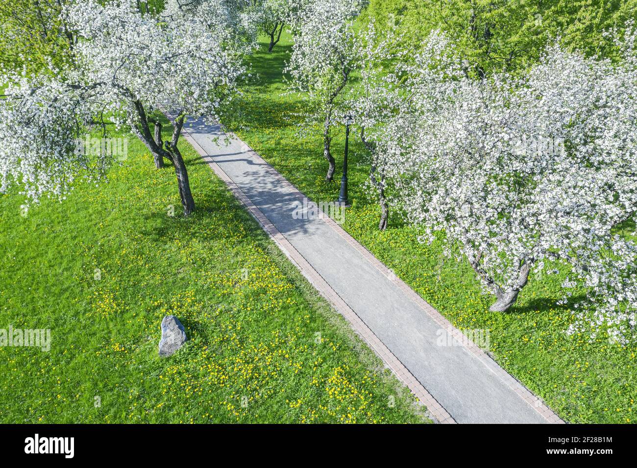 sentiero attraverso alberi di mele fioriti nel parco primaverile, catturato dall'alto con un drone Foto Stock