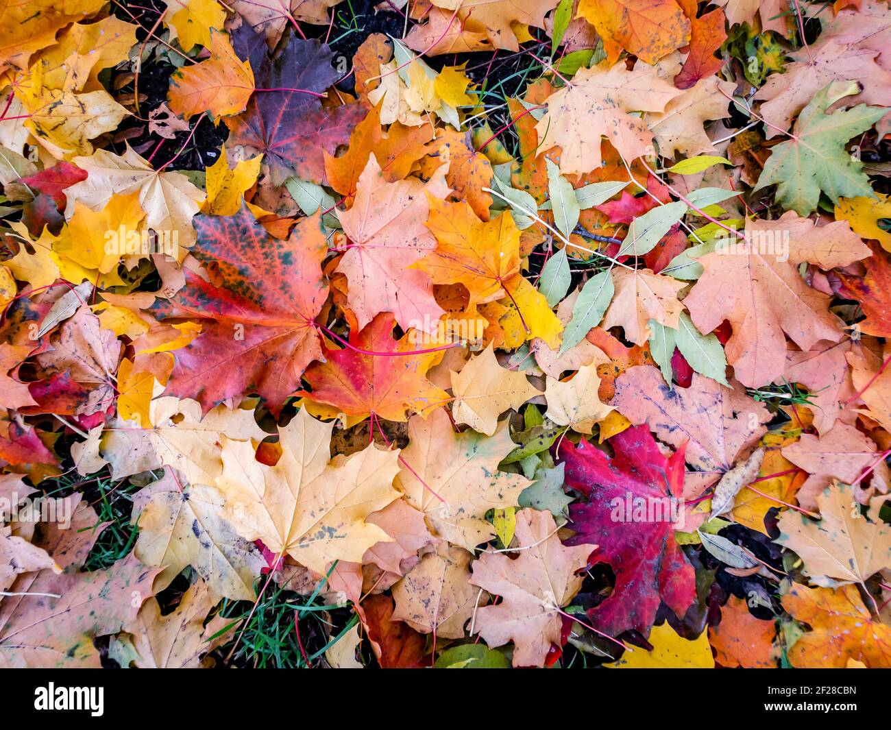 Tappeto rosso e giallo di foglie autunnali sul marciapiede Foto Stock