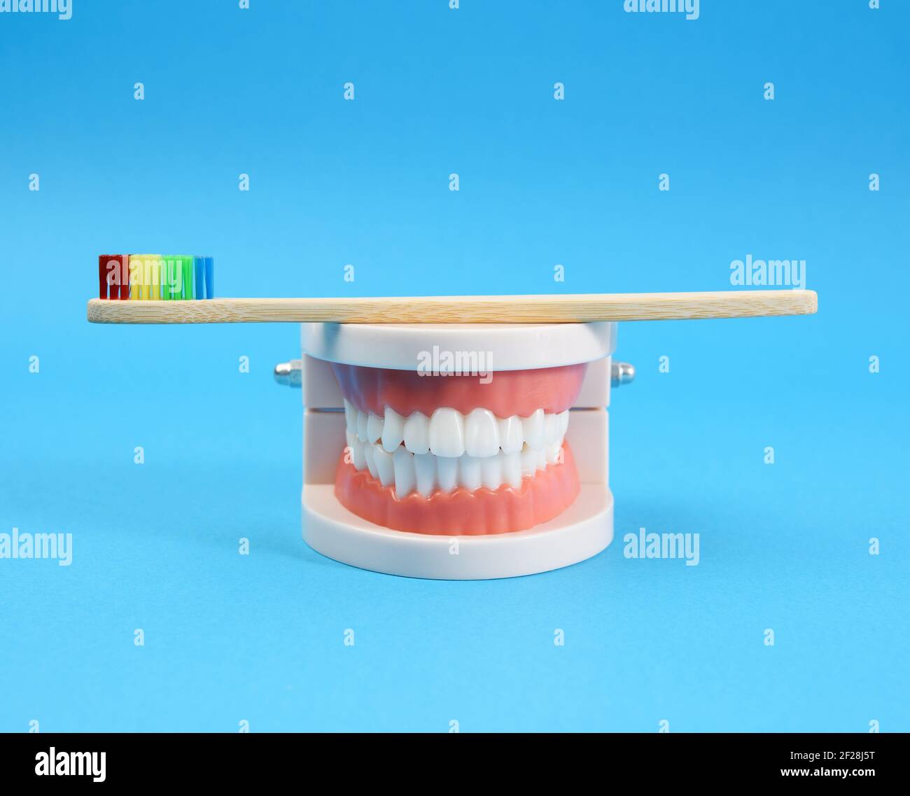 Modello in plastica di una mascella umana con denti bianchi e. spazzolino in legno su sfondo blu Foto Stock