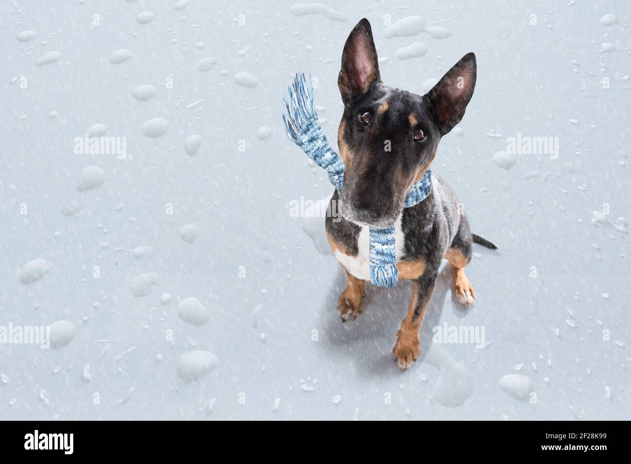 Maltempo pioggia e cane da neve Foto Stock