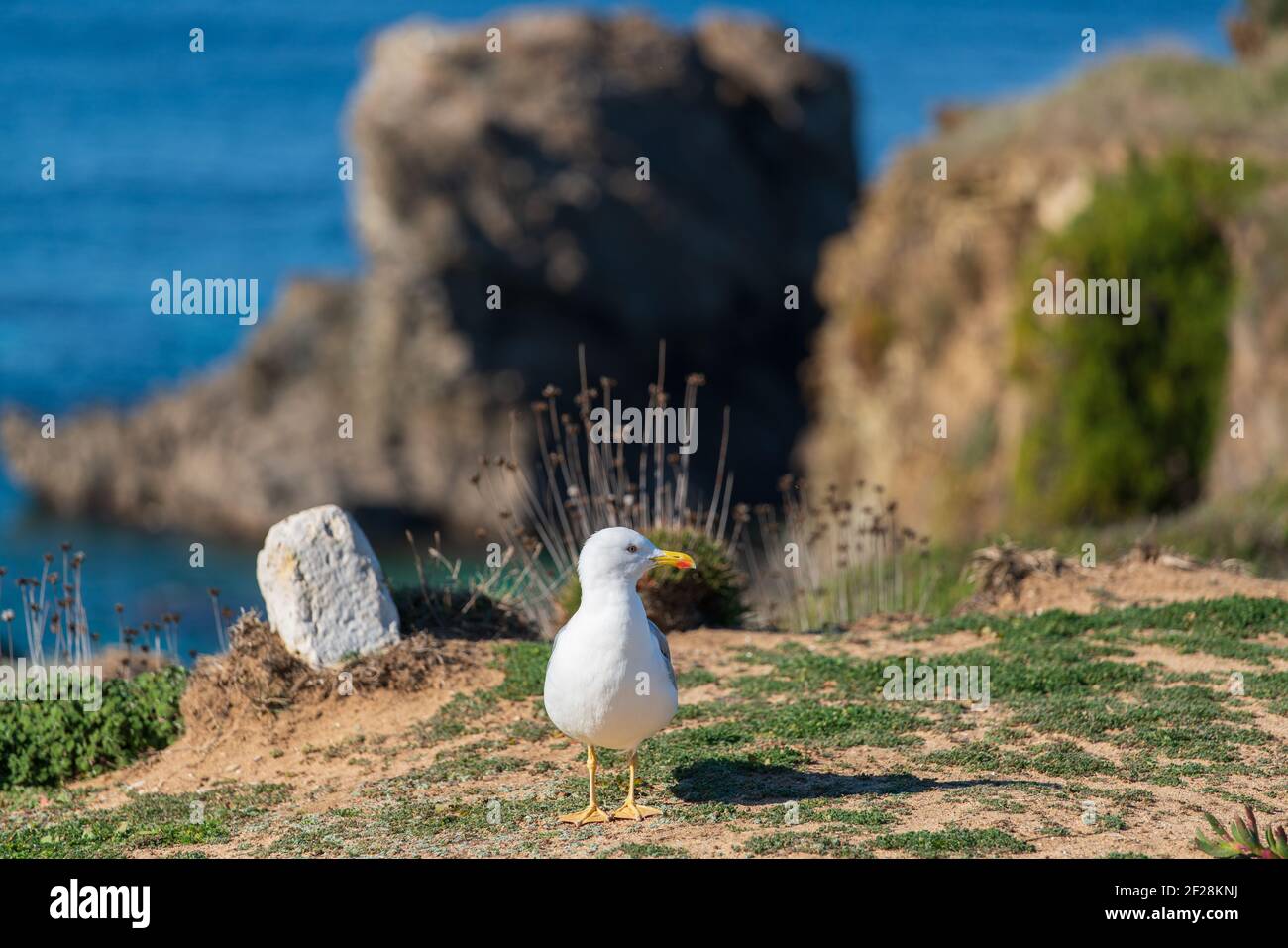 Seagull in una giornata di sole con una spiaggia e cielo blu in primo piano, in Portogallo Foto Stock