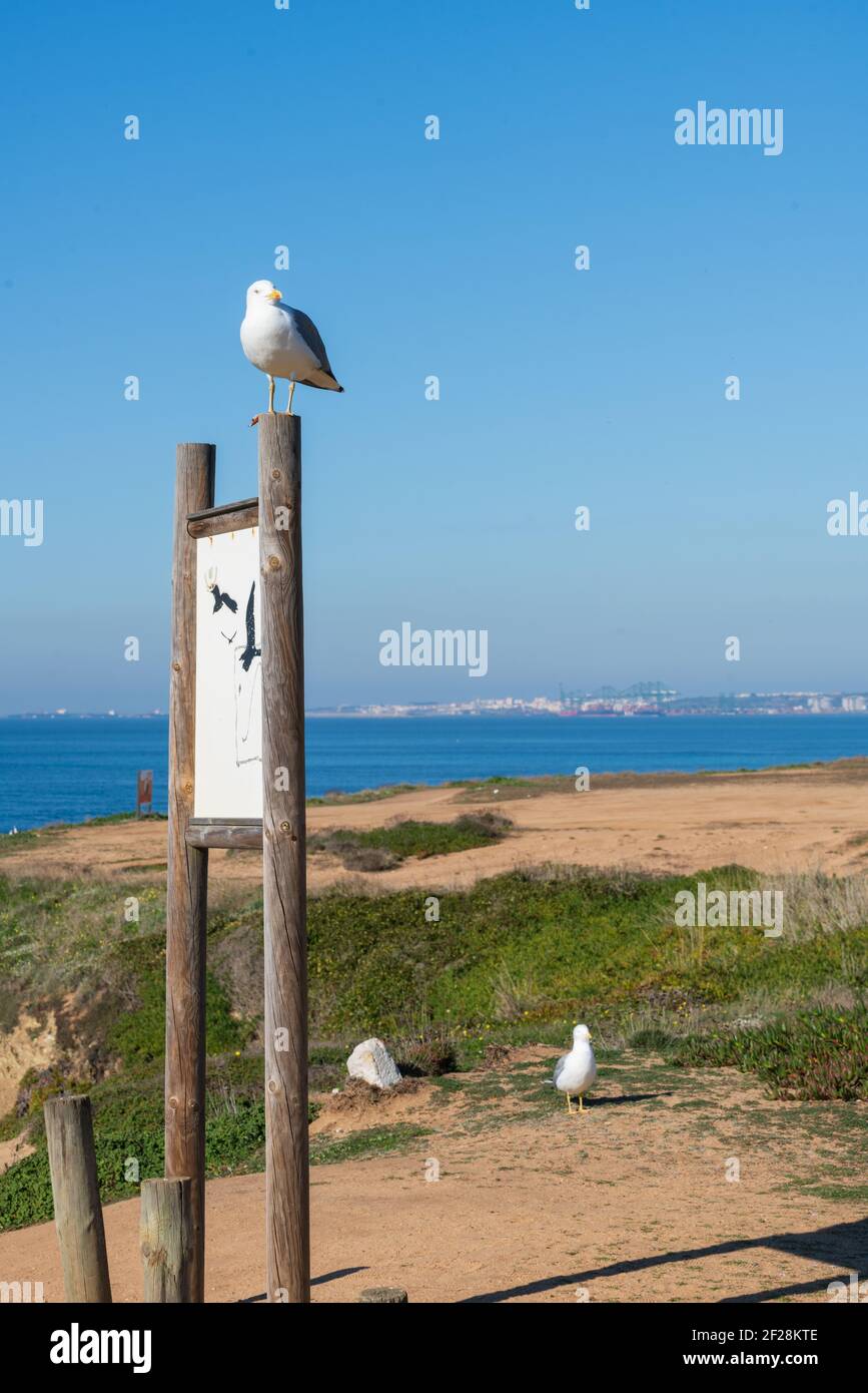 Seagull in una giornata di sole con una spiaggia e cielo blu in primo piano, in Portogallo Foto Stock