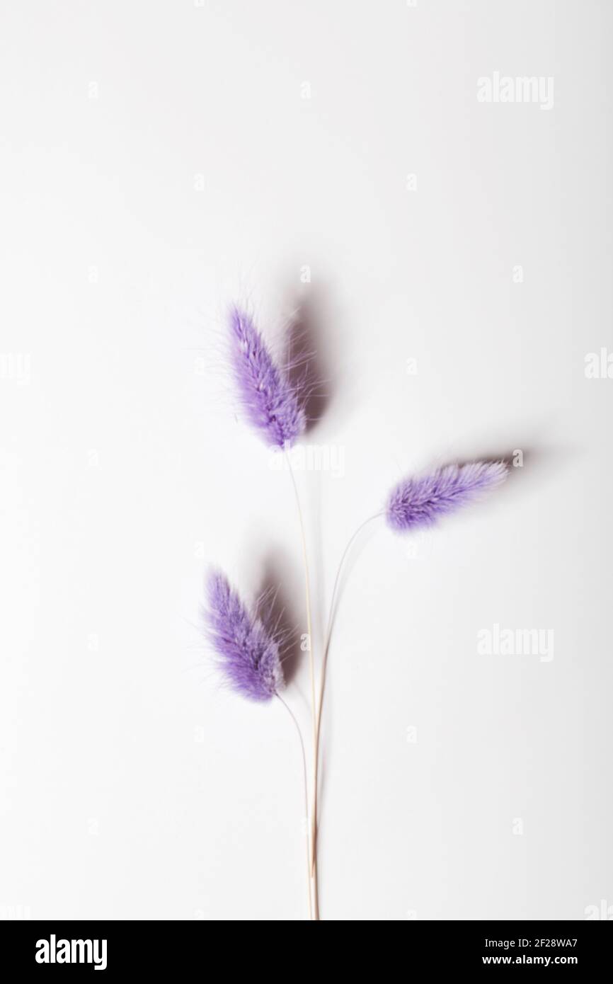 Coniglio coda Grass fiori secchi su sfondo bianco. Composizione minimalista. Romantico, natura sfondo. Spazio di copia. Foto Stock