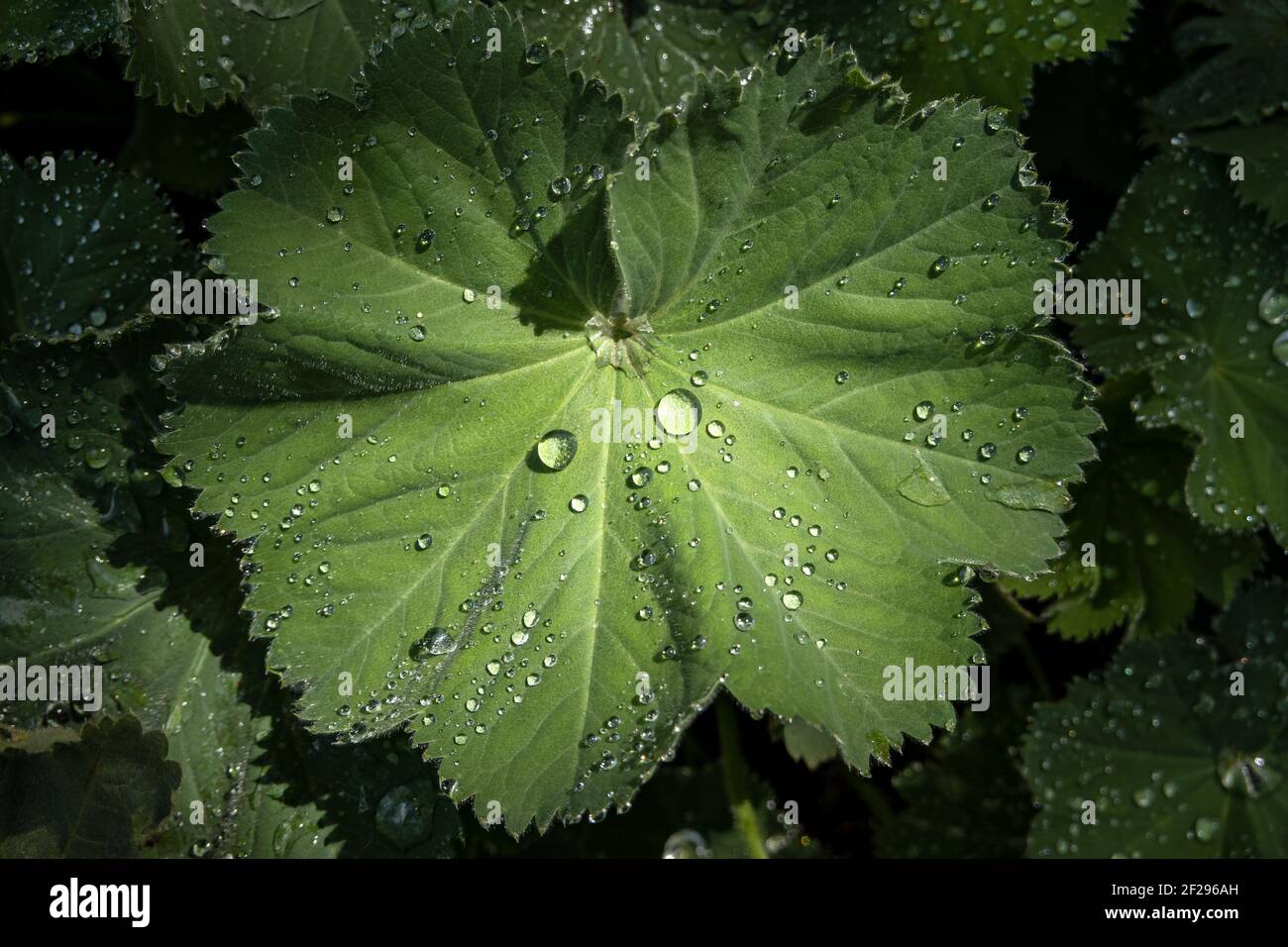 Foglia verde grande con gocce d'acqua e un po' di luce solare Foto Stock