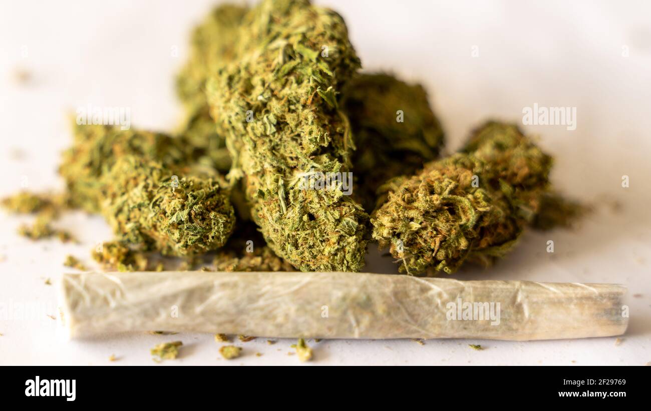 germoglio di marijuana verde, fresco e dal profumo morbido che riesce a trasmettere grazie alla sua morbida consistenza di melassa Foto Stock