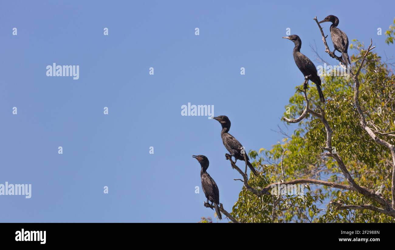 Gruppo di cormorani Olivacei (Phalacrocorax brasilianus) che siedono in un albero nel Pantanal settentrionale a Mato Grosso, Brasile Foto Stock