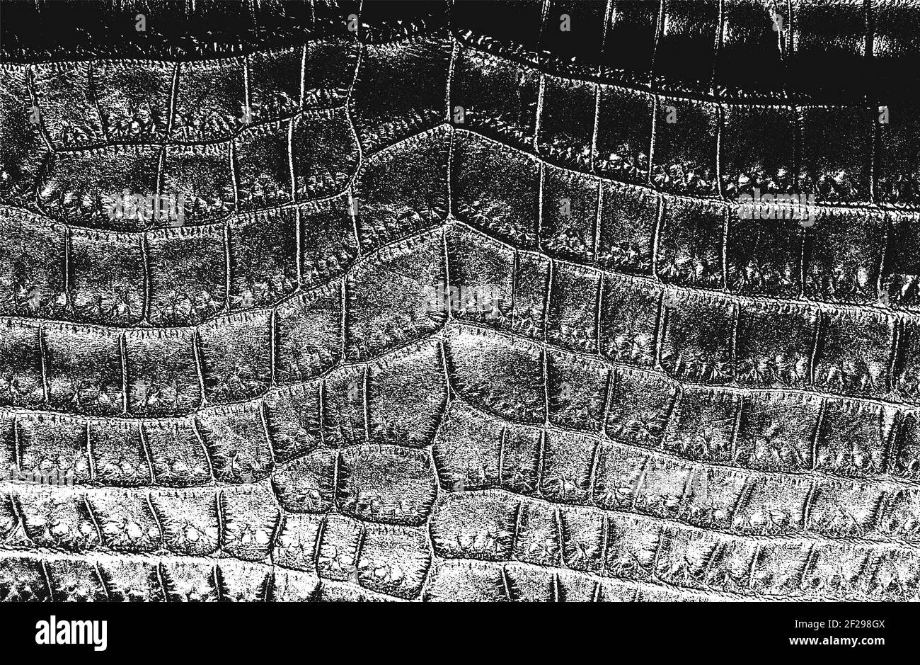 Trama di sovrapposizione in pelle di coccodrillo o serpente, sfondo grunge. Illustrazione vettoriale astratta a mezzitoni Illustrazione Vettoriale