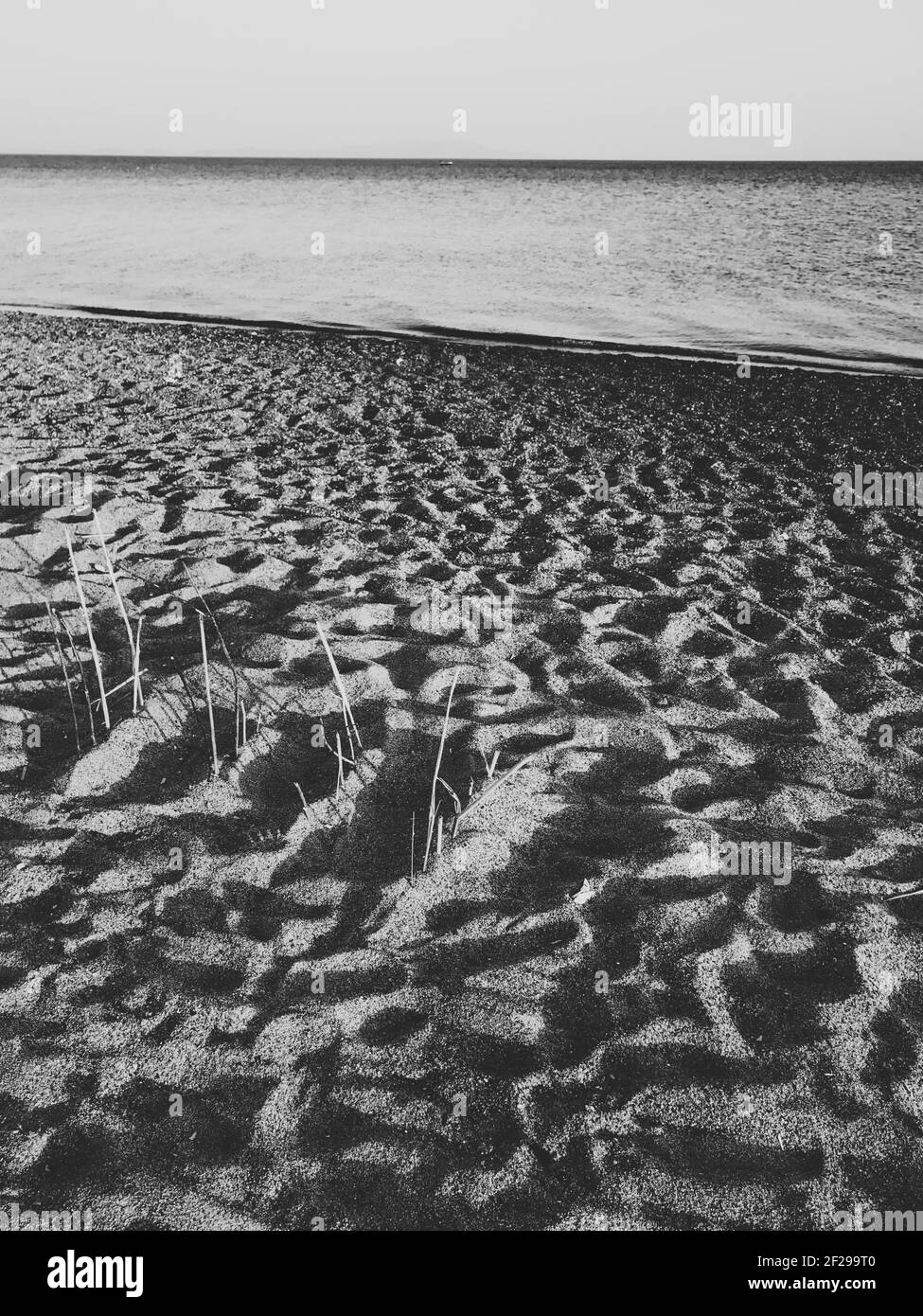 Piante nella sabbia vicino al mare. Vista mare in bianco e nero. Foto Stock