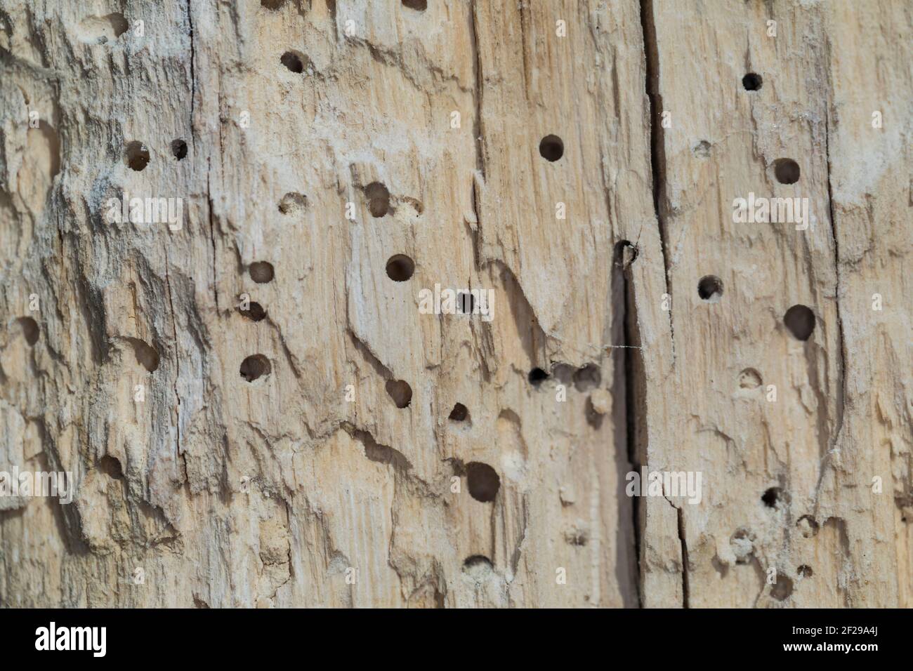 Käfer-Fraßgänge in altem, morschem Holz, Löcher durch Käferfraß Foto Stock