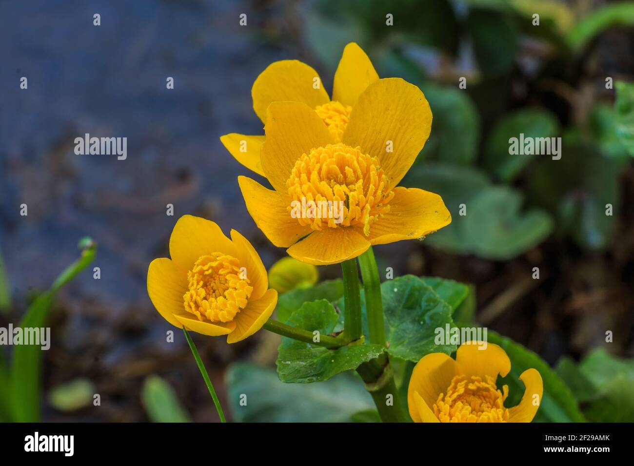 Tre fiori della palude. Fiori gialli aperti in una zona umida. Gambi di fiori verdi con foglie a forma di cuore. Polline di ape sul pistil. Petali Foto Stock