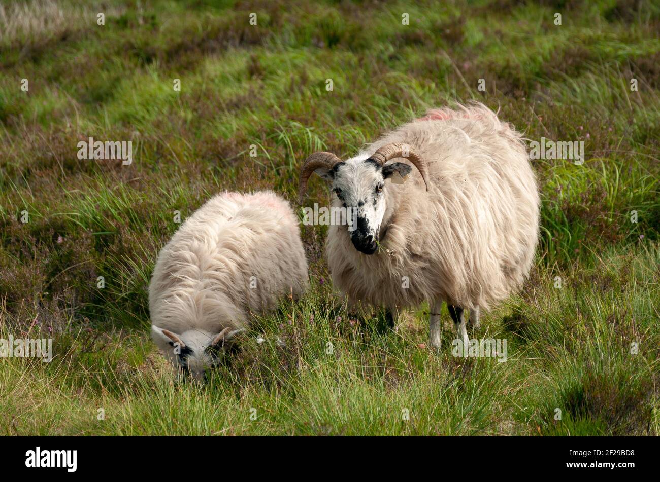 Coppia di pecore irlandesi con il lungo vello che pascolano su un prato verde lussureggiante a Mangerton Mountain, County Kerry, Irlanda. Foto Stock