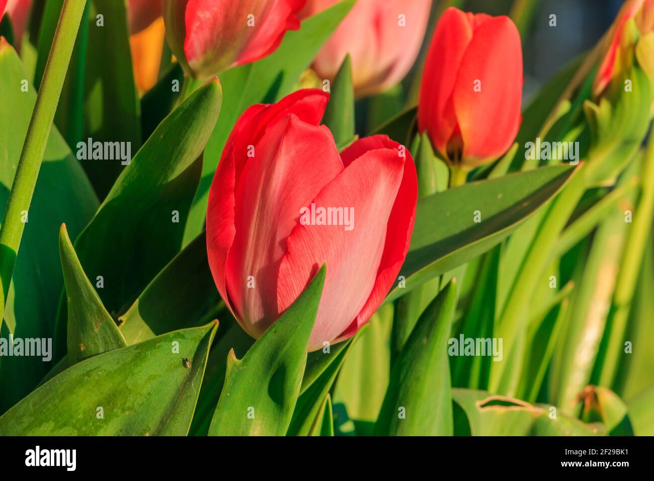Tulipani con fiori al sole. Diversi fiori rossi della pianta con gambo verde e foglie in primavera. Petali in dettaglio. Sfondo con più Flo Foto Stock
