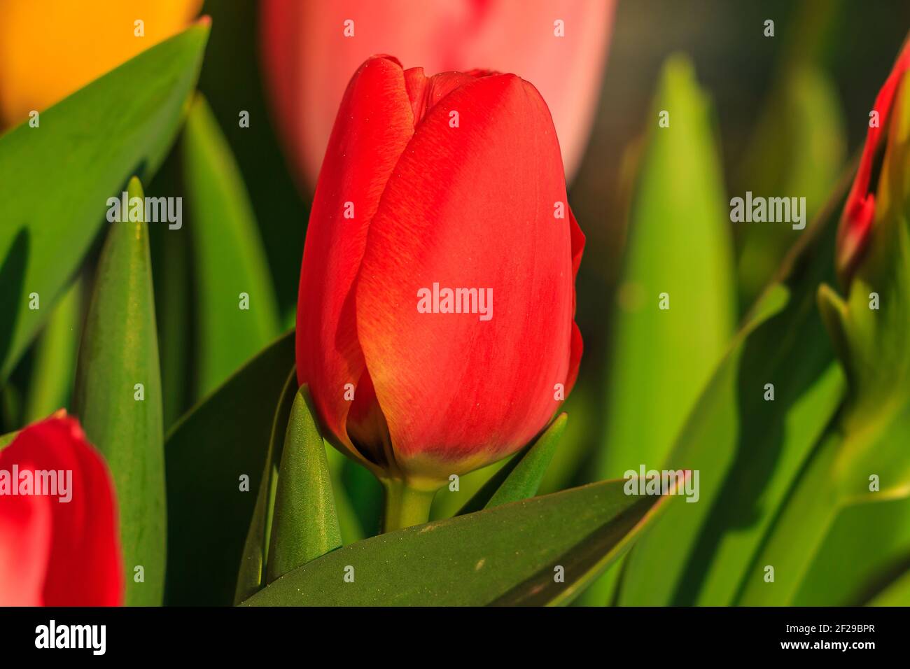 Vista centrata di un tulipano rosso con una foglia verde dominante. Fiore con petali in dettaglio al sole. Fiori con gambi e foglie di fiori verdi Foto Stock