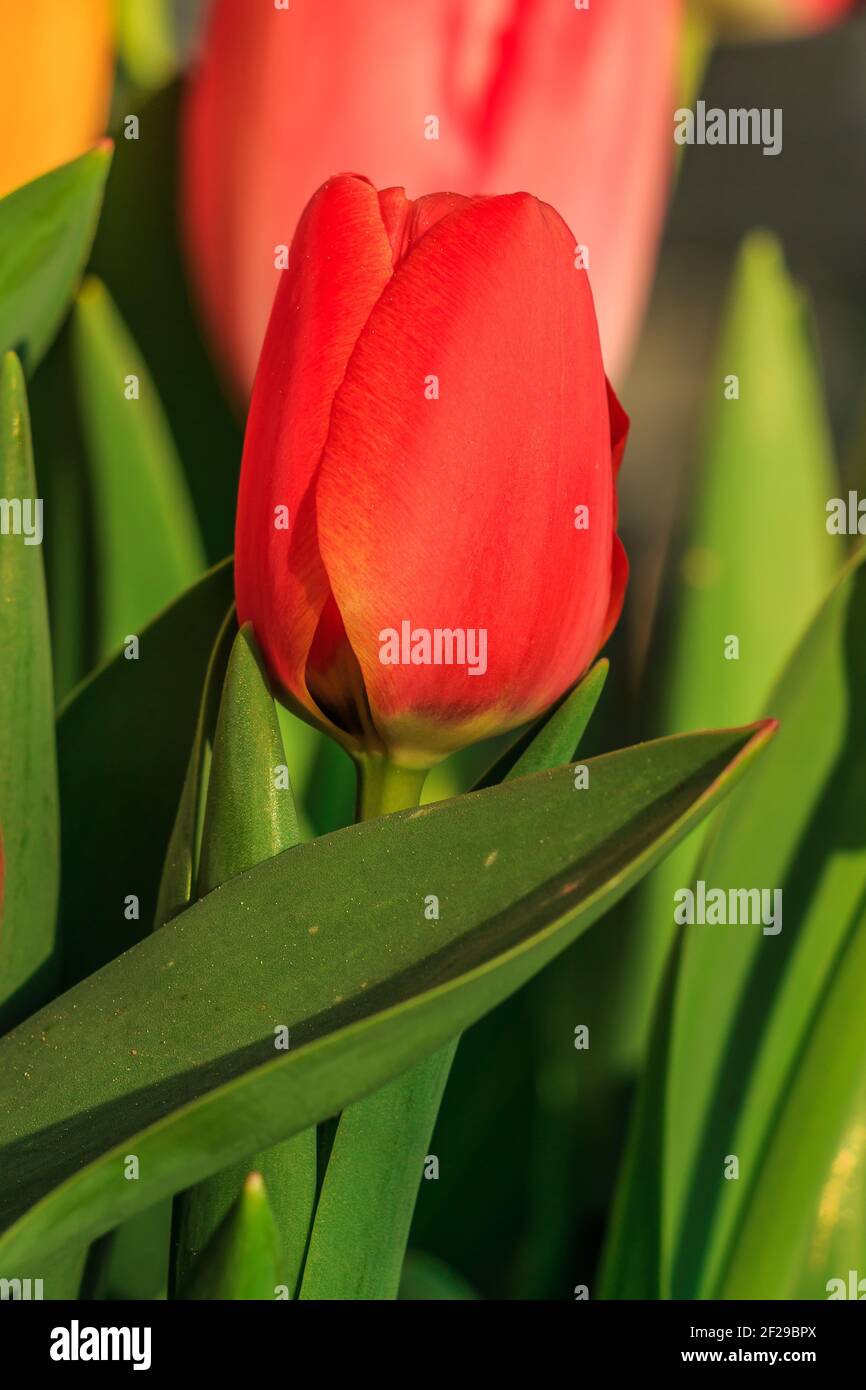 Tulipano rosso con una foglia verde dominante. Fiore con petali in dettaglio al sole. Fiori con steli di fiori verdi e foglie in primavera mattina. Fiori Foto Stock