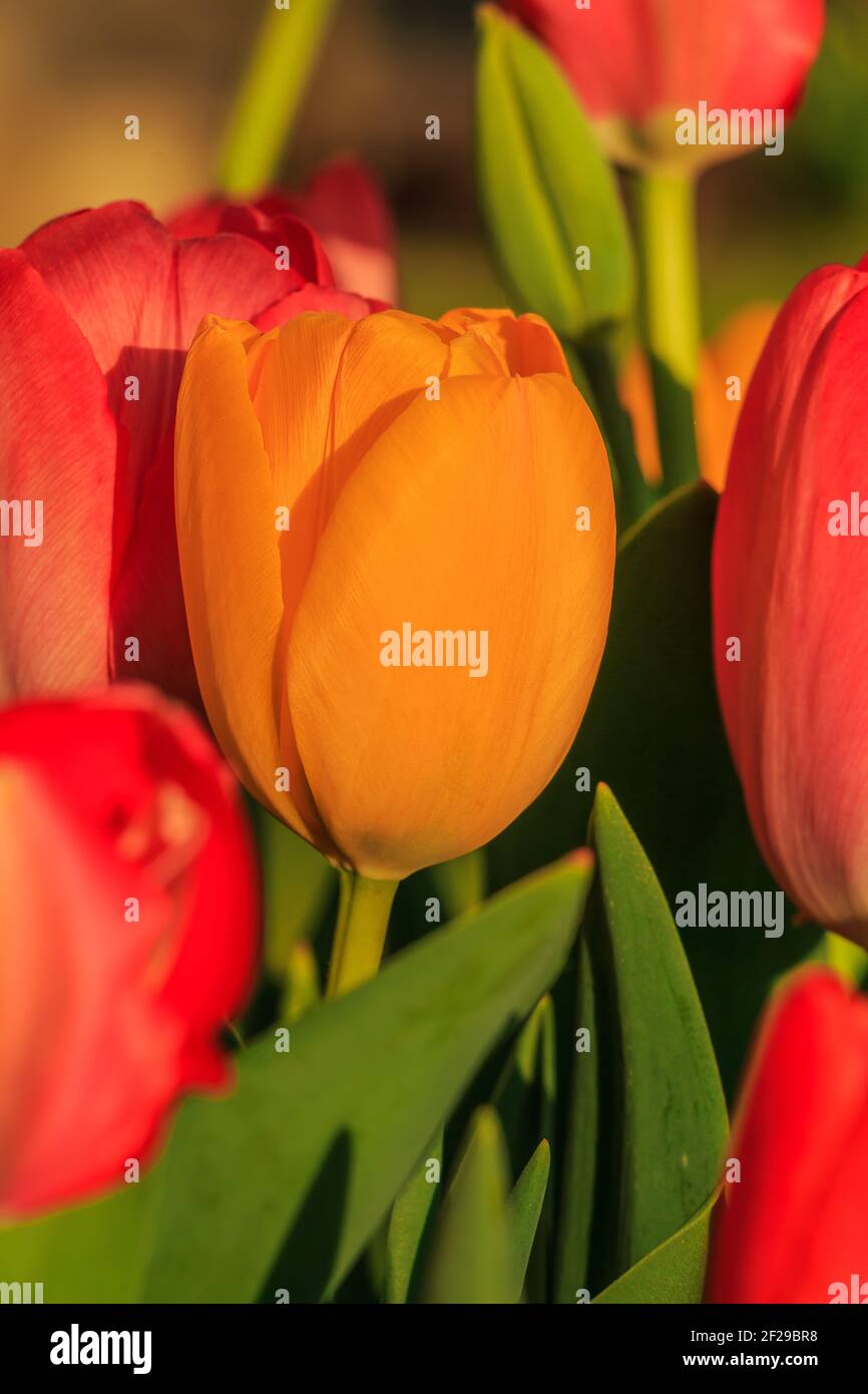Diversi fiori di tulipani. Fiori gialli e rossi. Fiore giallo circondato centralmente da fiori rossi al mattino sotto il sole primaverile. Fiore verde s Foto Stock