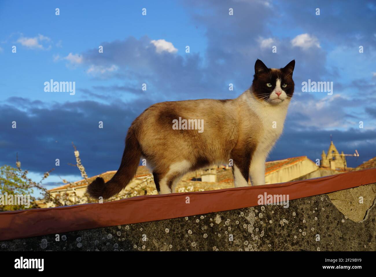 gatto colorato sul tetto di una casa in un piccolo villaggio al crepuscolo che illumina con luce d'oro Foto Stock