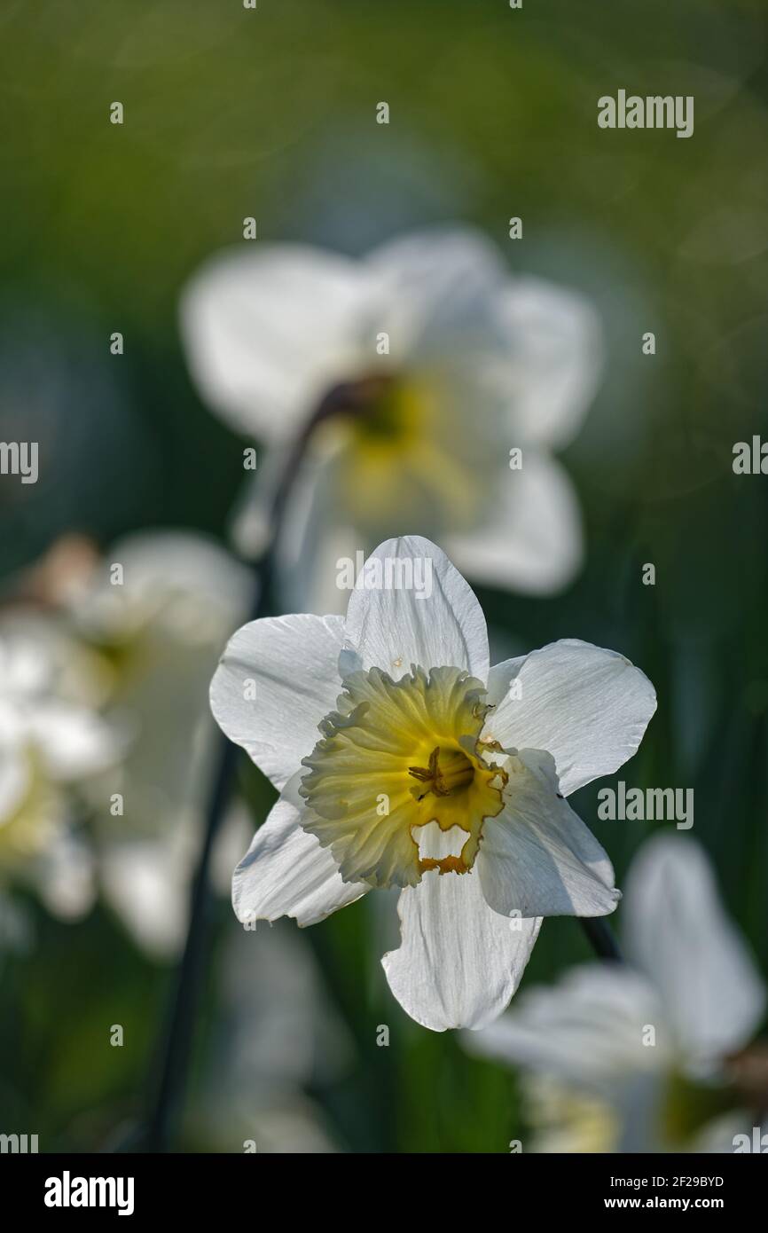 Un letto di fiori di narcisi nel parco boscoso. Foto Stock