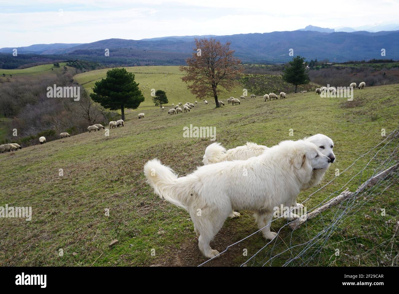 Due cani bianchi dei Pirenei che sorvegliano il gregge di pecore dei Pirenei, in Francia Foto Stock