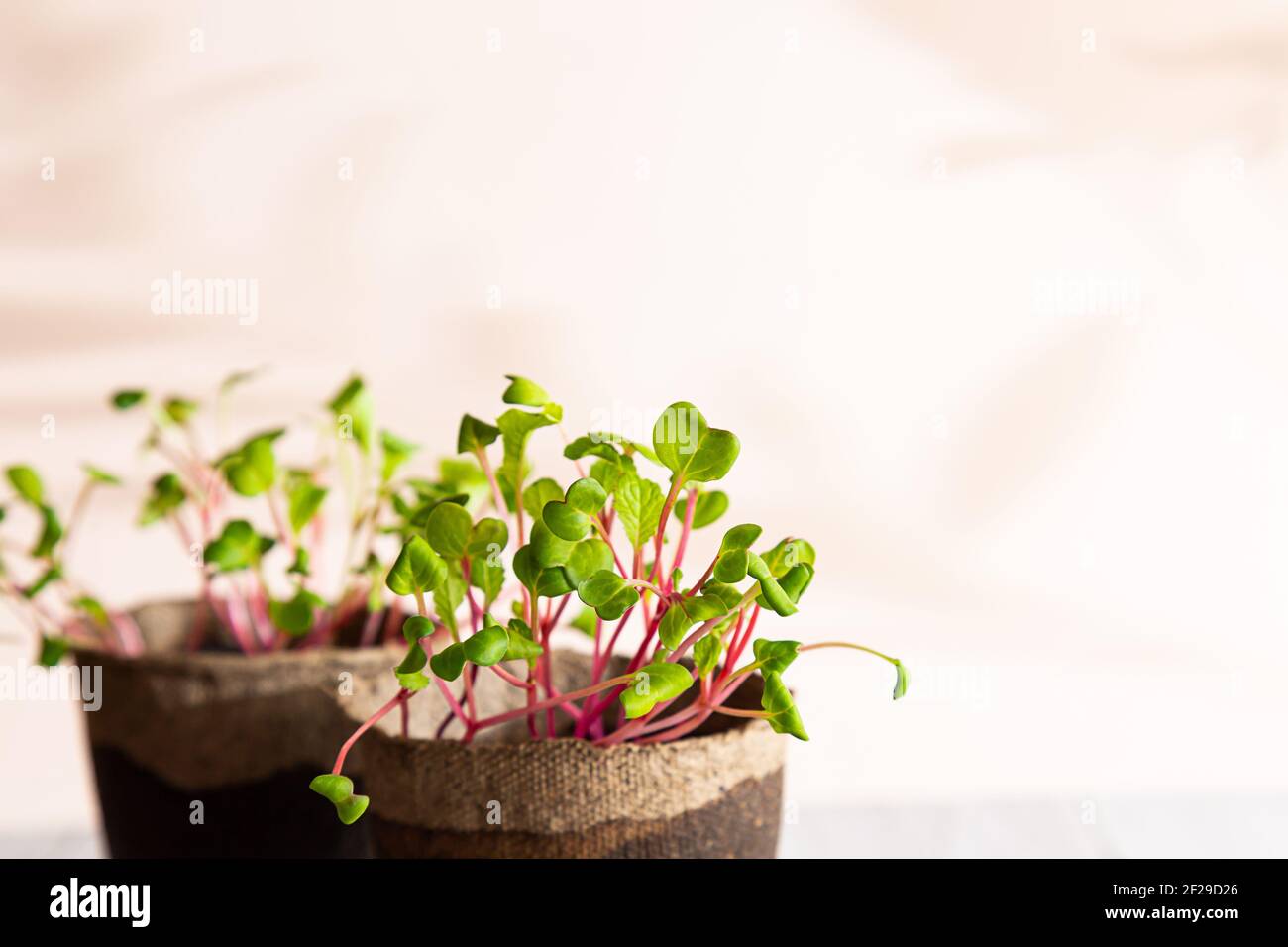 Primo piano di un ravastro micrograno. Autocoltivazione di micro-verde a casa. Giovani pianta crescenti. Agricoltura biologica, concetto vegano. Foto Stock