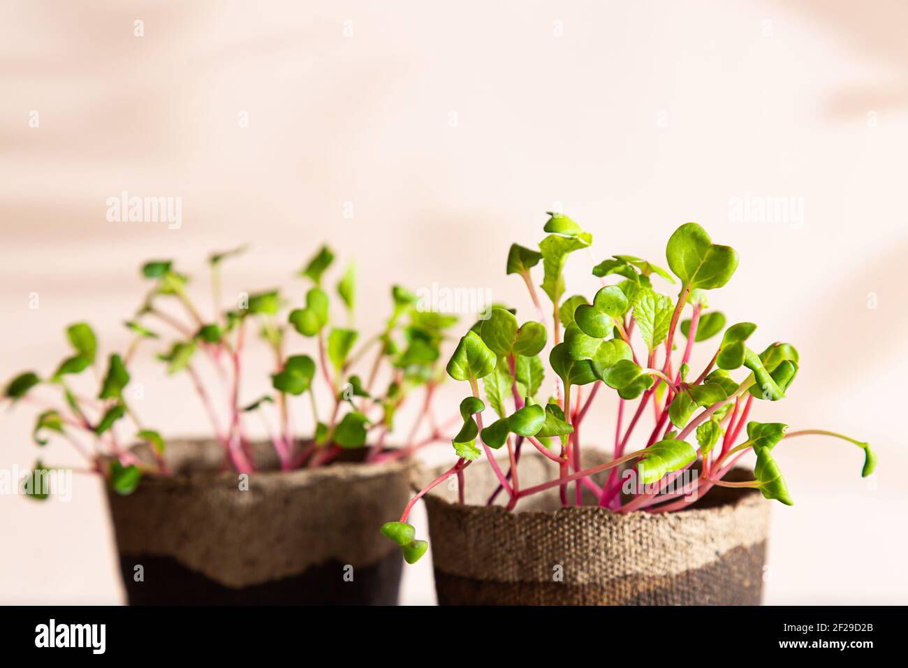 Primo piano di un ravastro micrograno. Autocoltivazione di micro-verde a casa. Giovani pianta crescenti. Agricoltura biologica, concetto vegano. Foto Stock