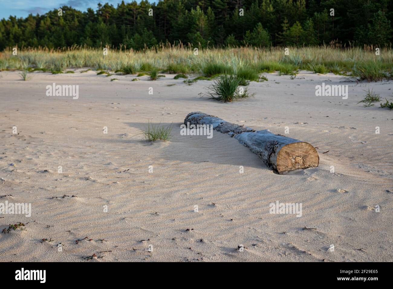 tronchi di legno senza corteccia sulla riva del mare nella sabbia della spiaggia di dune, che è illuminata dal caldo sole primaverile. Bellissimo paesaggio con cielo blu. Foto Stock