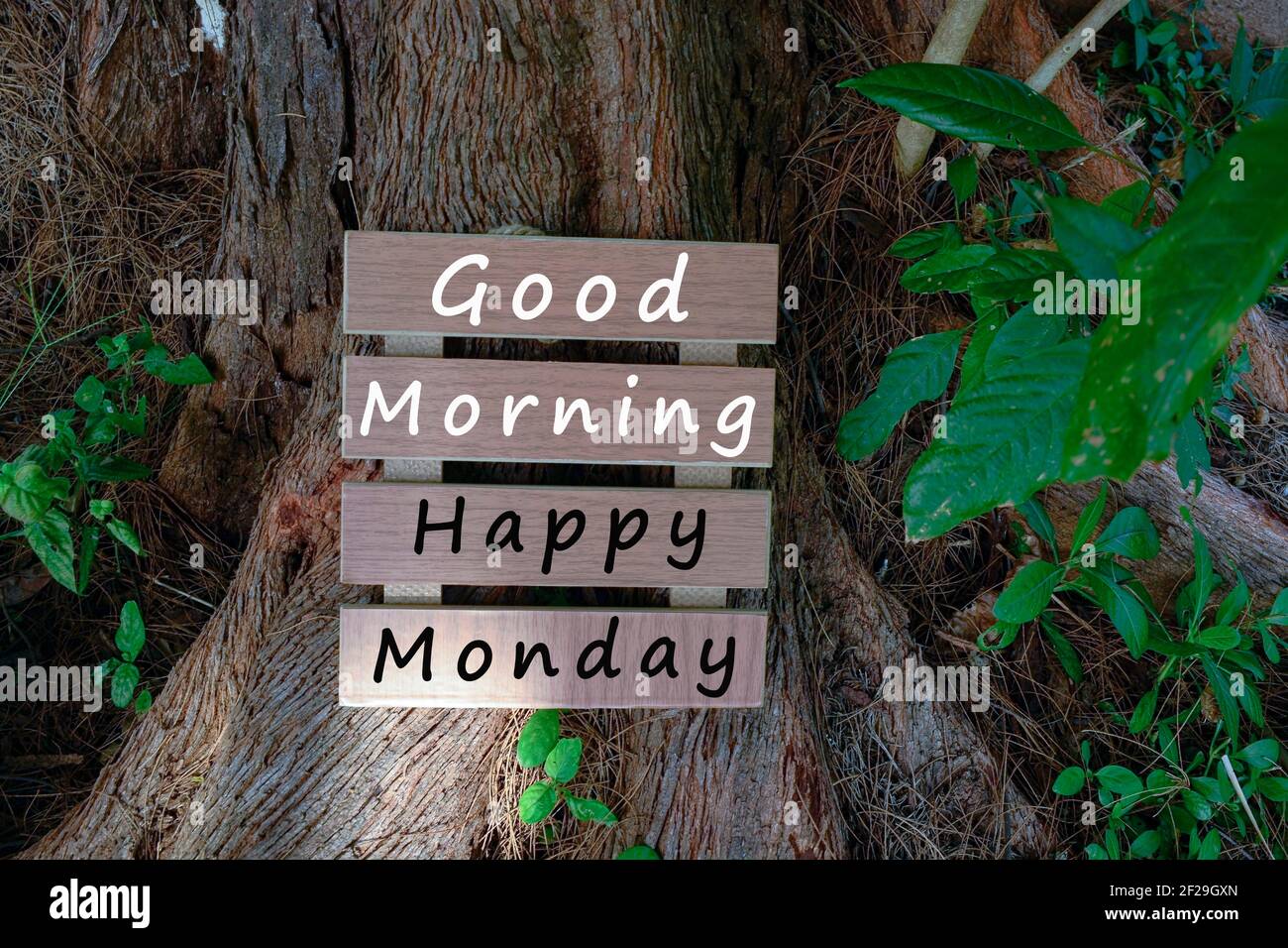 Testo su telaio di legno che posa su vecchio trump albero - Buongiorno Happy Lunedi Foto Stock