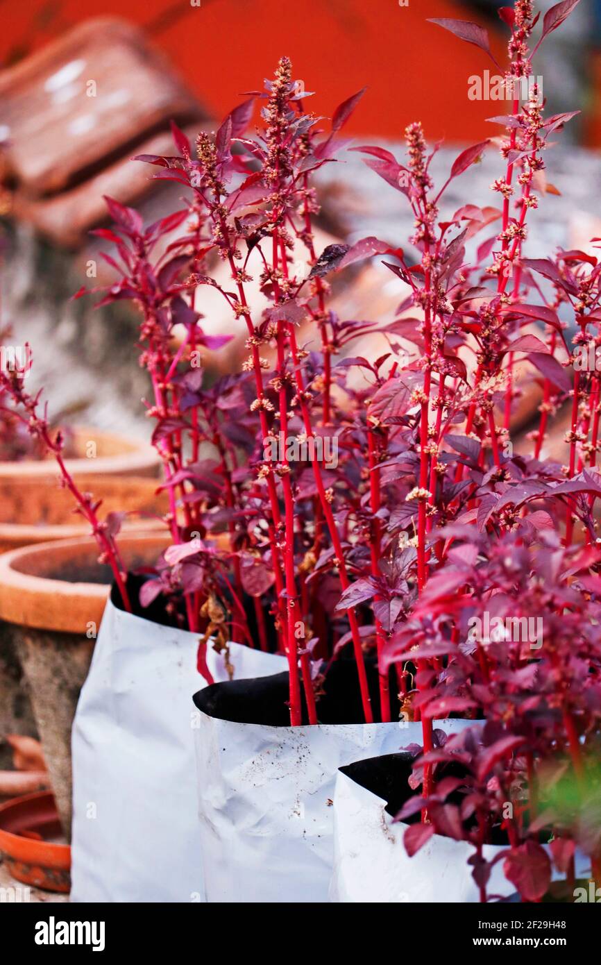 Amaranthus dubius conosciuto anche come spinaci rossi, spinaci cinesi, amaranto di milza appartiene alla famiglia economicamente importante Amarantaceae Foto Stock