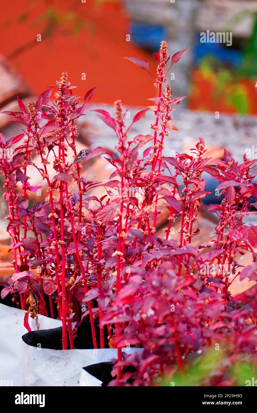 Amaranthus dubius conosciuto come spinaci rossi, spinaci cinesi, amaranto di milza appartiene alla famiglia economicamente importante Amarantaceae Foto Stock