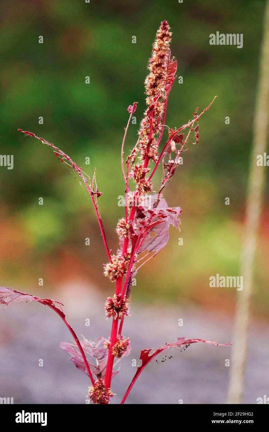 Amaranthus dubius, gli spinaci rossi, gli spinaci cinesi, le foglie di amaranto della milza sono viziati da inset e mosche Foto Stock