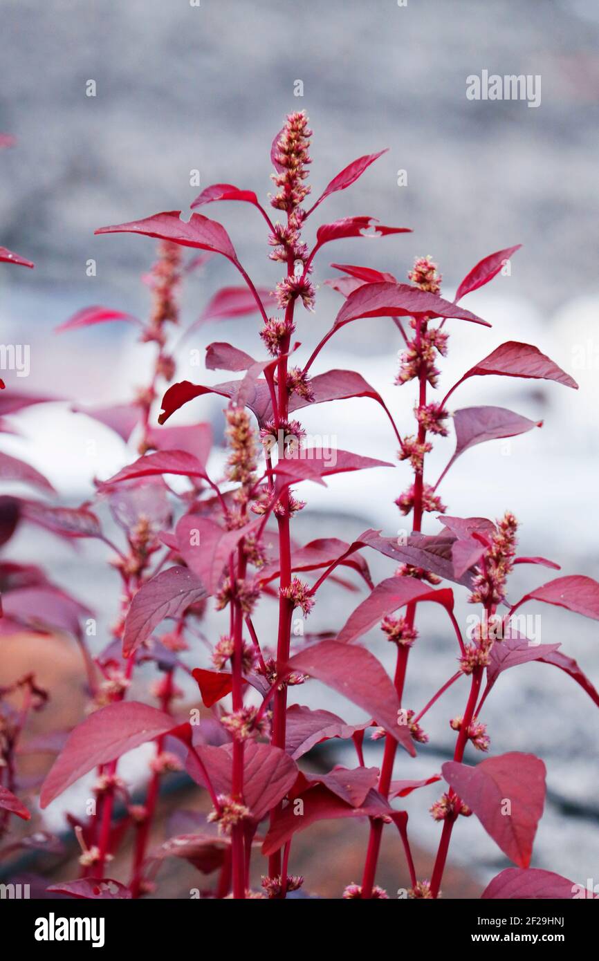 Amaranthus dubius rosso, spinaci rossi, spinaci cinesi, amaranto di milza appartiene alla famiglia economicamente importante Amarantaceae Foto Stock