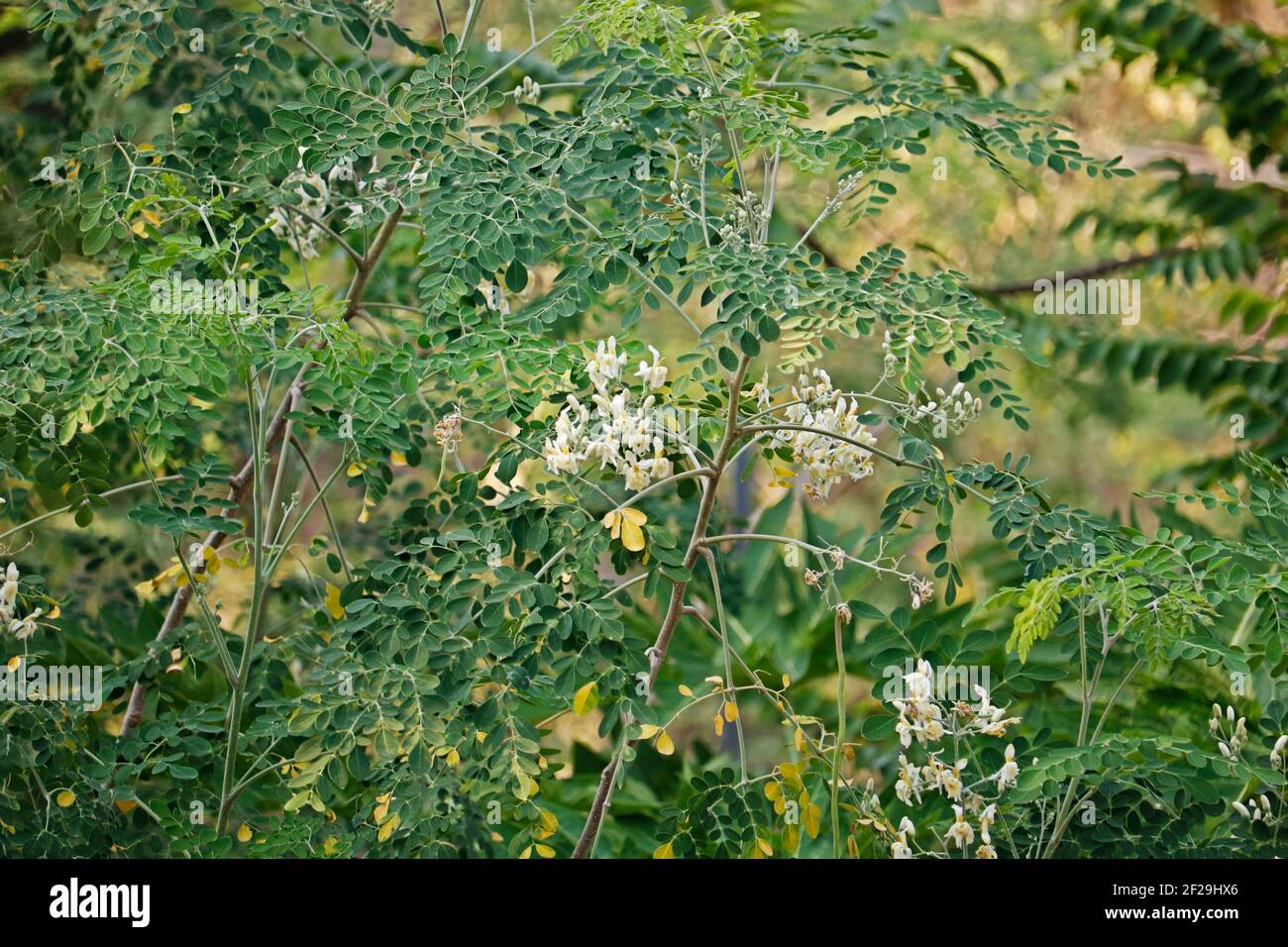 Albero di drumstick moringa oleifera verde verdura lunga sembra normalmente in india Foto Stock