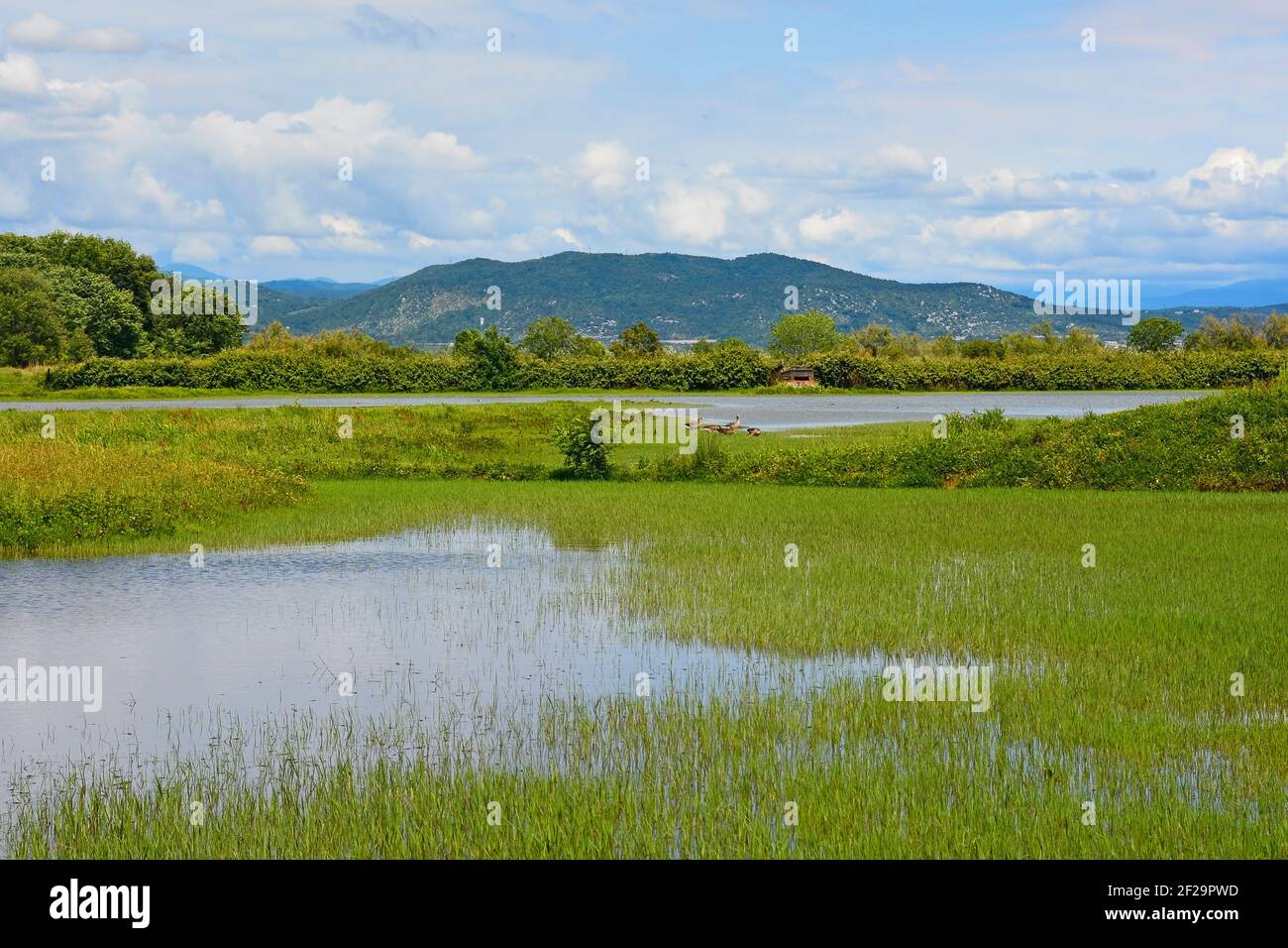 Le zone umide dell'Isola della Cona in Friuli-Venezia Giulia, Italia nord-orientale Foto Stock